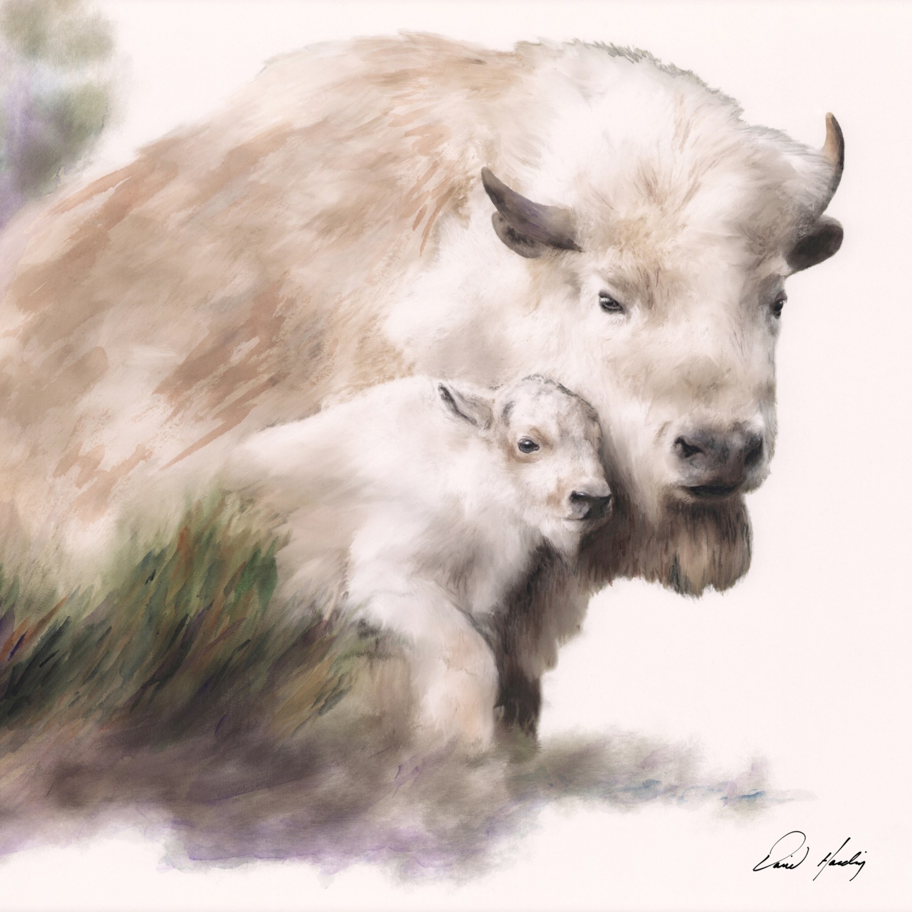 Good Medicine buffalo watercolor art by David Harding
