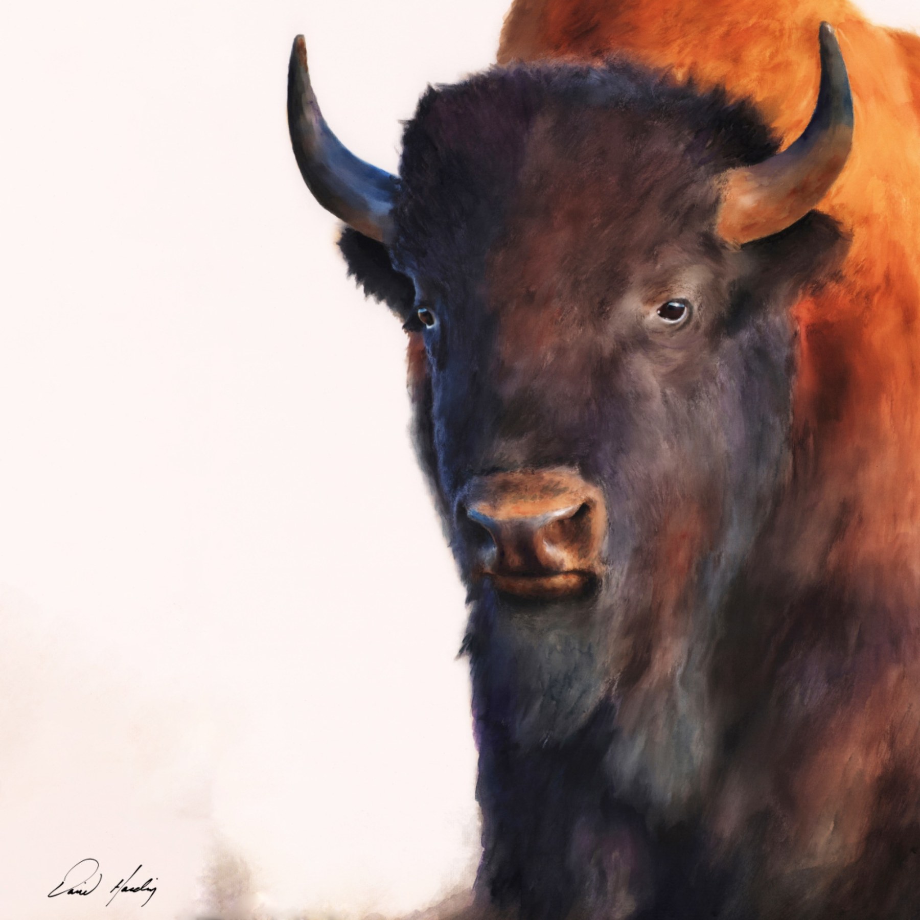 Whispers of Color buffalo watercolor limited-edition art print by David Harding