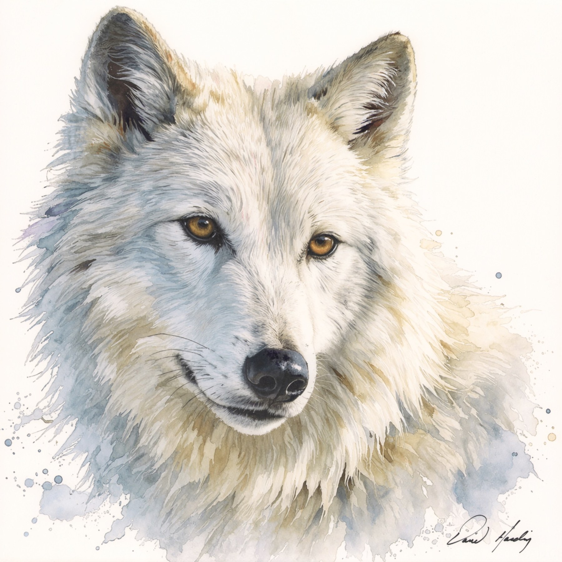 Call of the Wild wolf watercolor art by David Harding