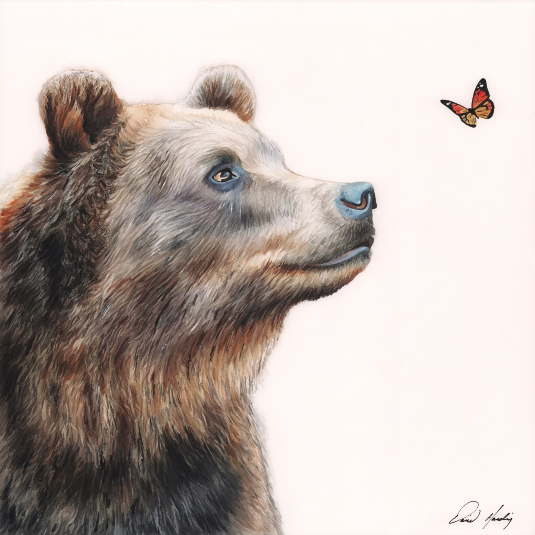 Curiosity bear watercolor painting by David Harding