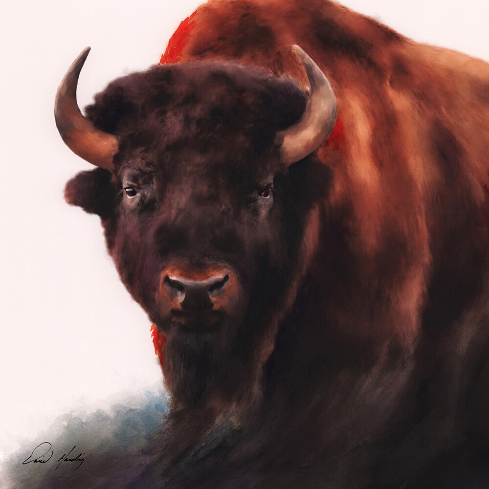 Defiance buffalo watercolor by David Harding