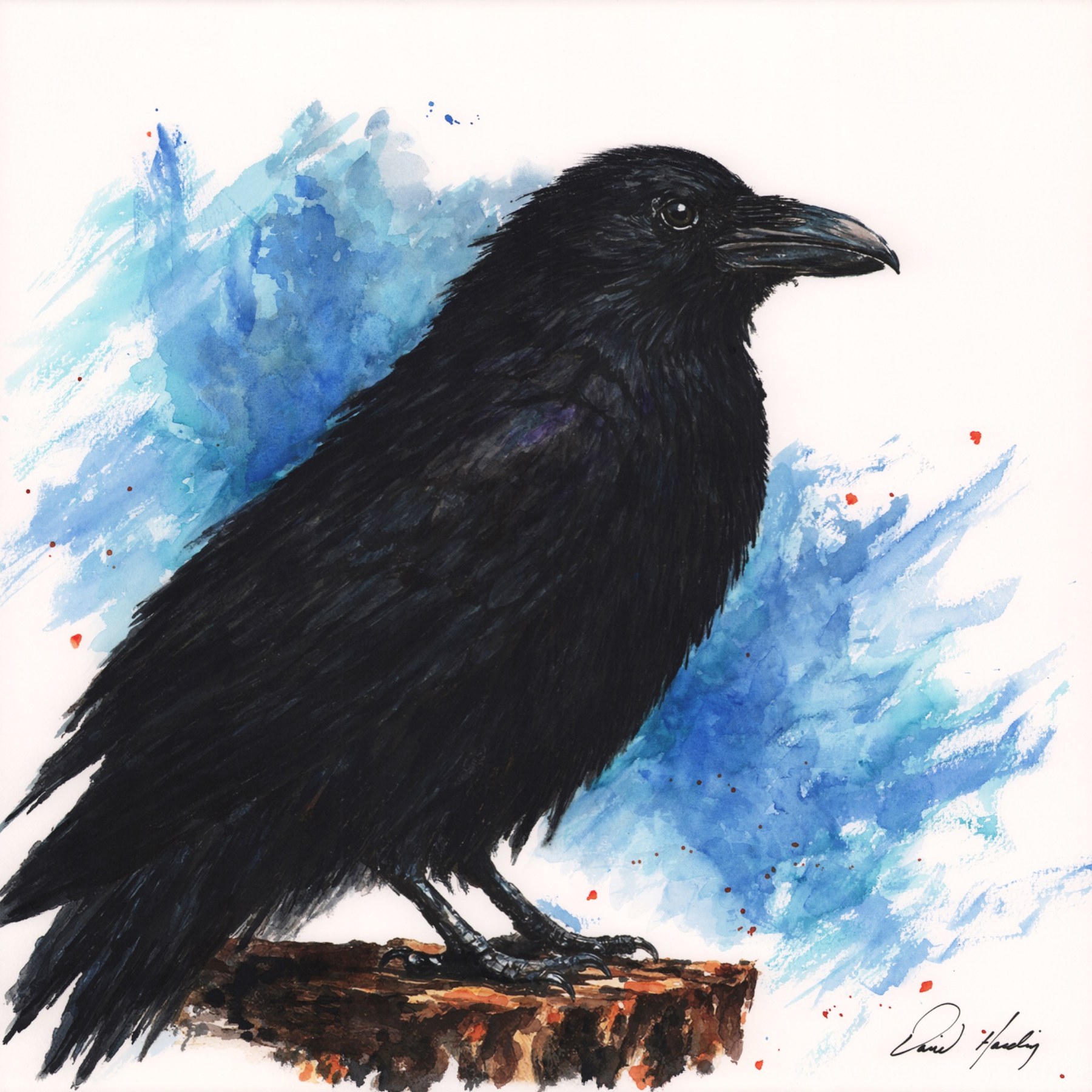 Raven watercolor painting by David Harding