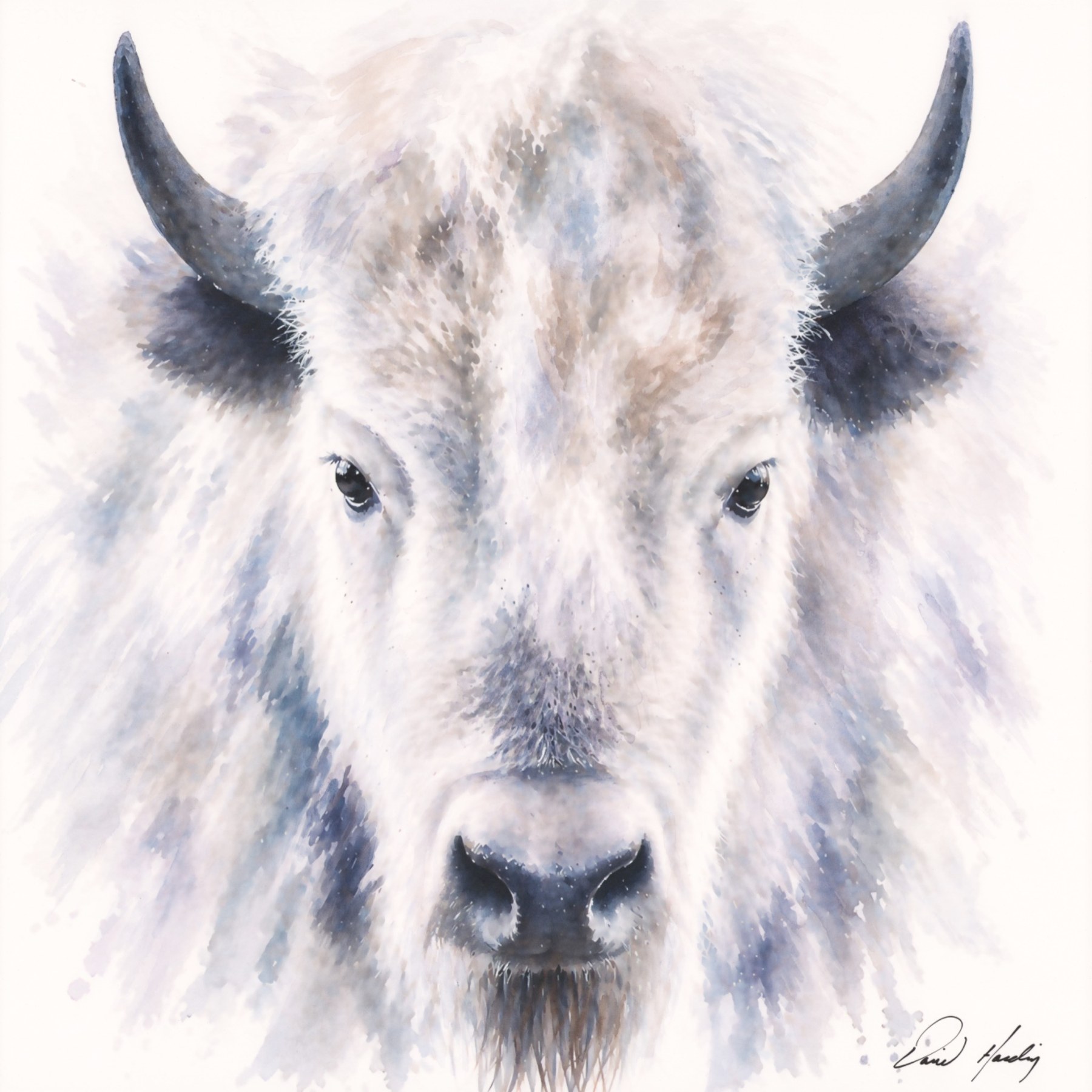 The Omen white buffalo watercolor art by David Harding